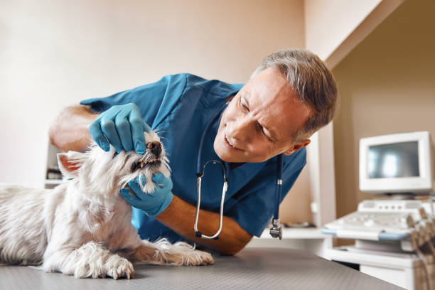 Best Pediatric Emergency Dentist in Boulder, MT